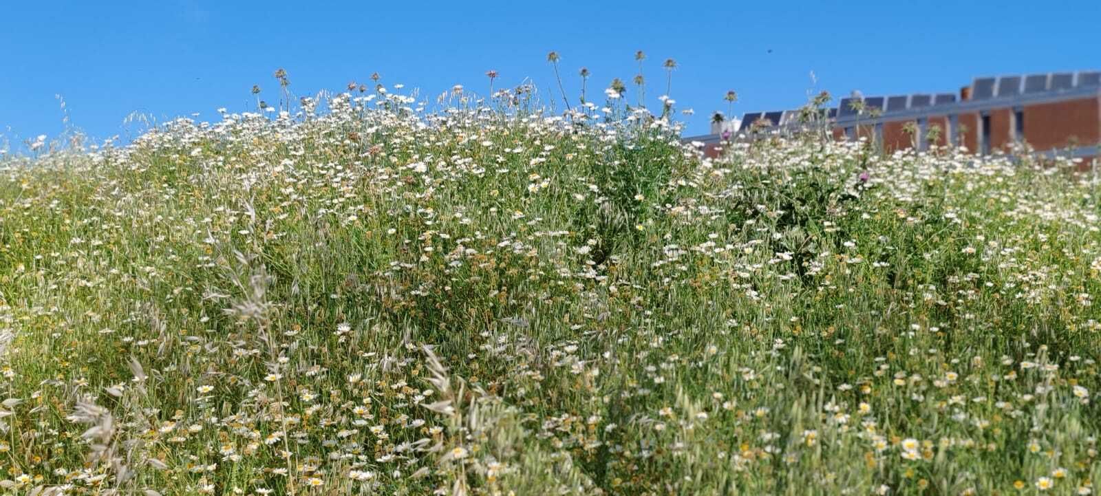 La zona sur de Jerez: ¿un campo de basura y malas hierbas?