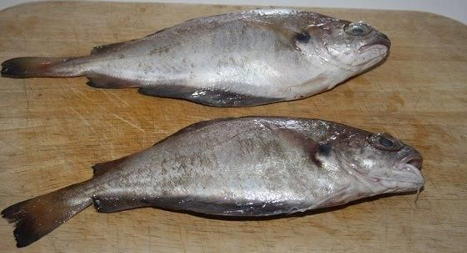 Fanecas expuestas en un mercado.