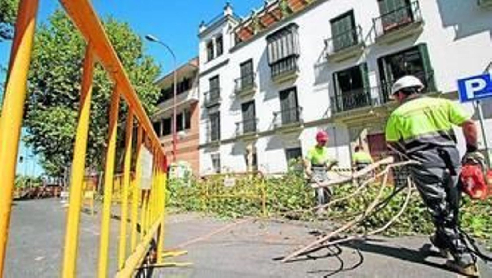 Trabajadores de la empresa adjudicataria de las obras procedían ayer al apeo de los árboles.