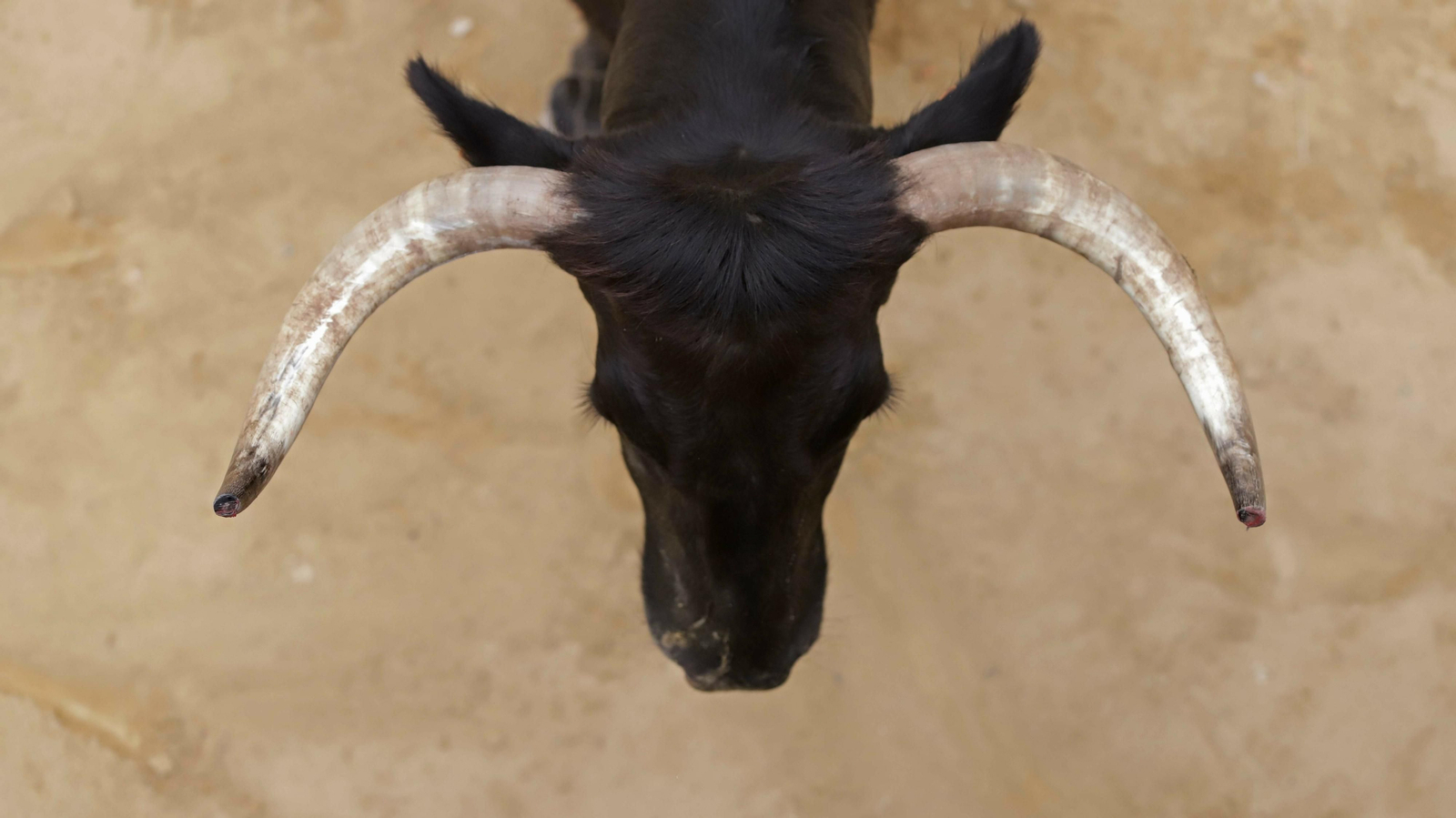 Imágenes del Toro Embolao de Los Barrios