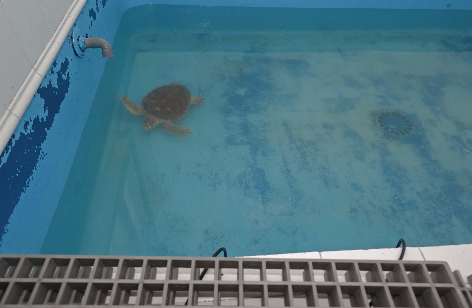 El Centro de Gestión del Medio Marino Andaluz (CEGMA) de Algeciras, en imágenes