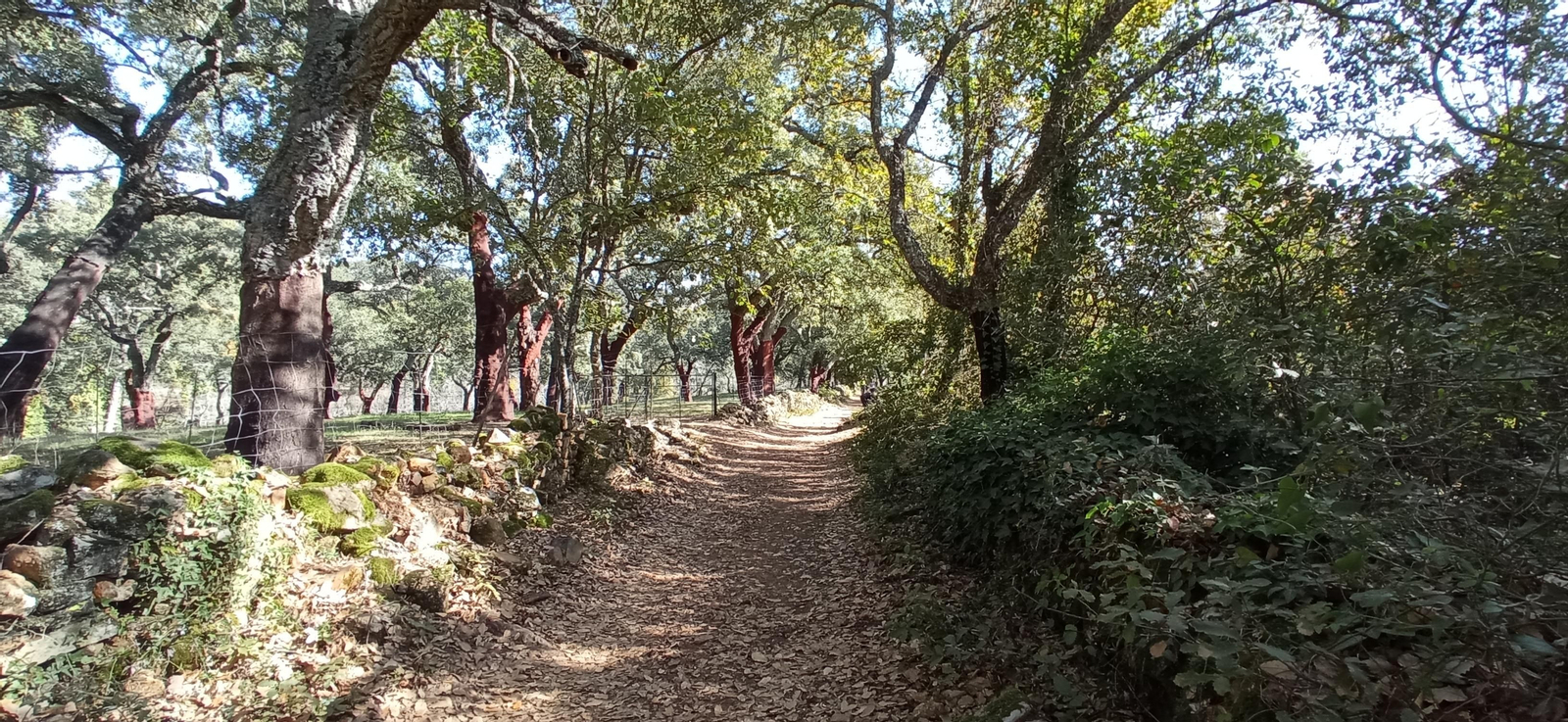 Las imágenes de la ruta de la cascada de Jollarancos y bosque de las letras