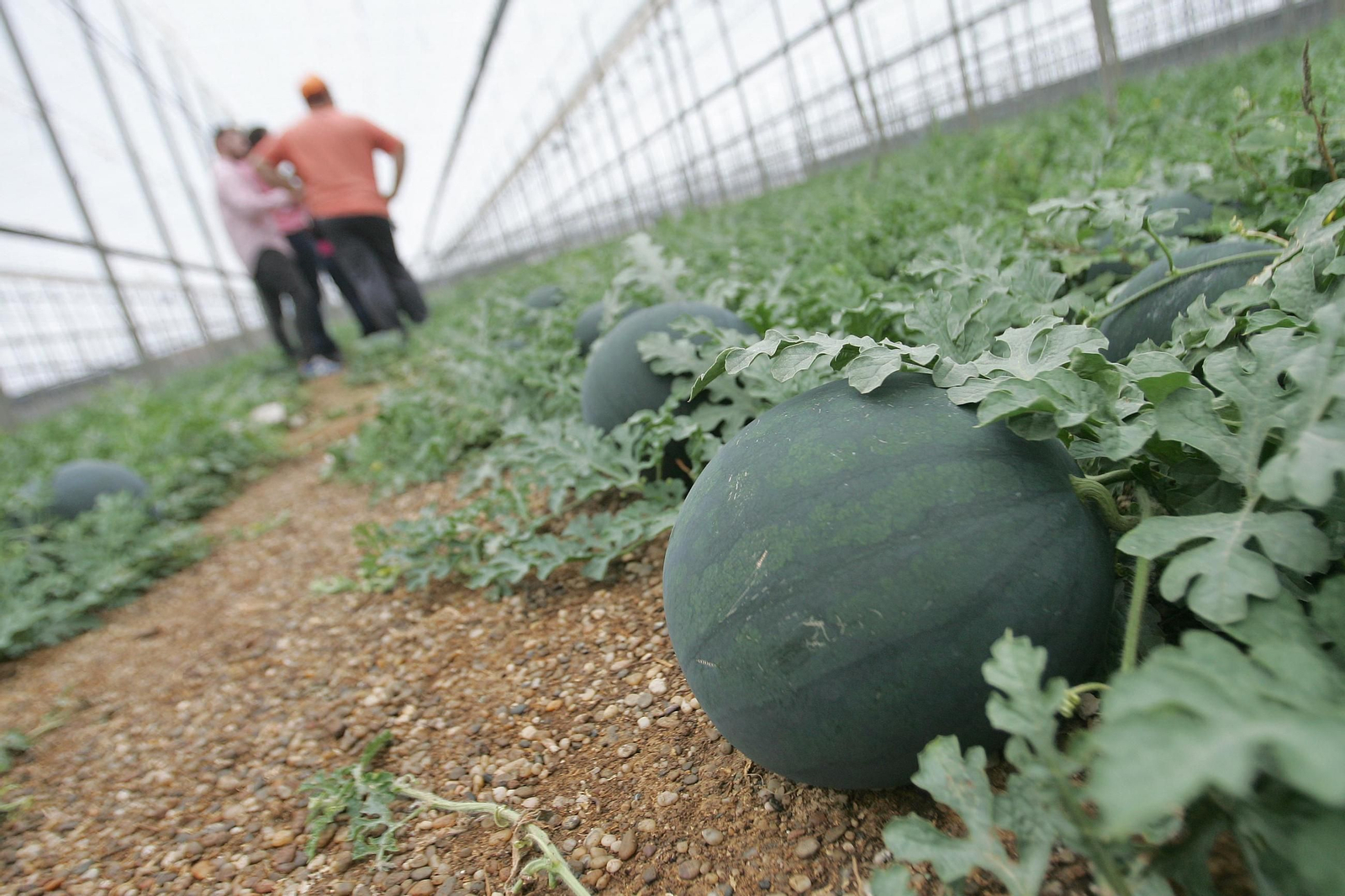 Imagen de archivo de un invernadero.