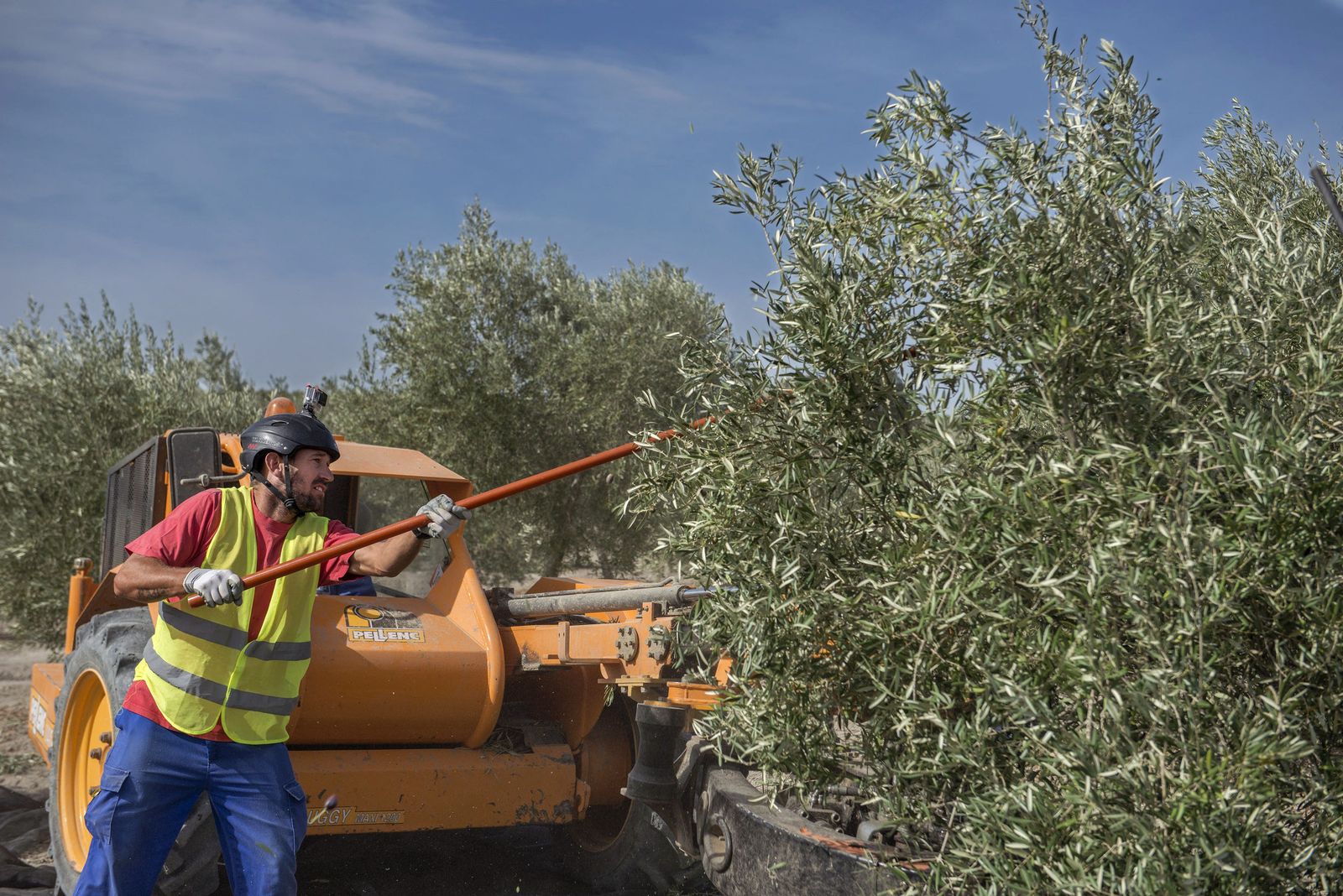 Un trabajador recoge aceitunas.