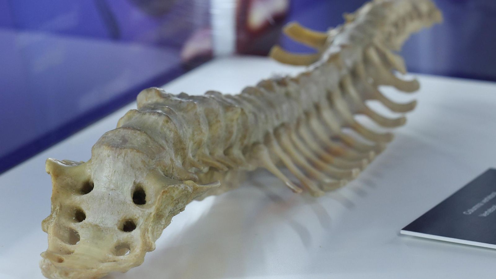 Columna vertebral entera. Columna vertebral entera.