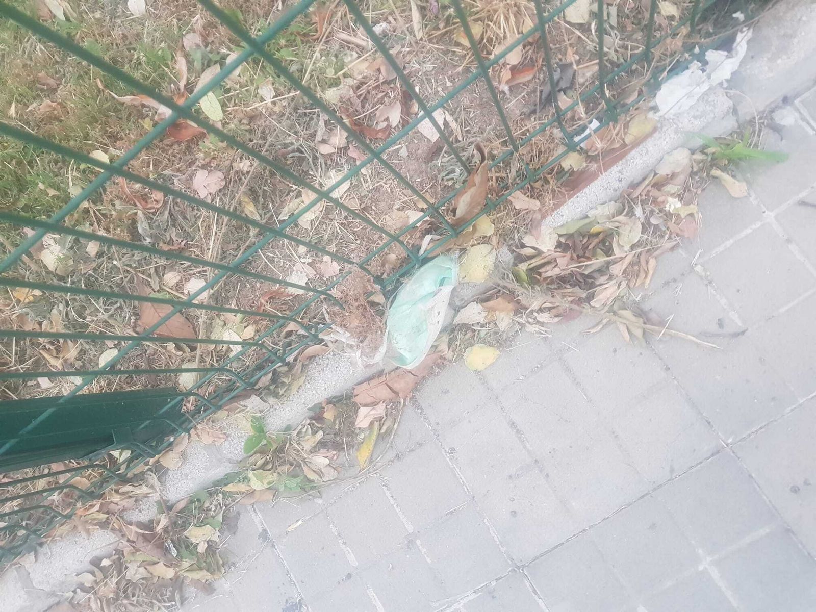 Una mascarilla quirúrgica abandonada en el Parque de María Luisa