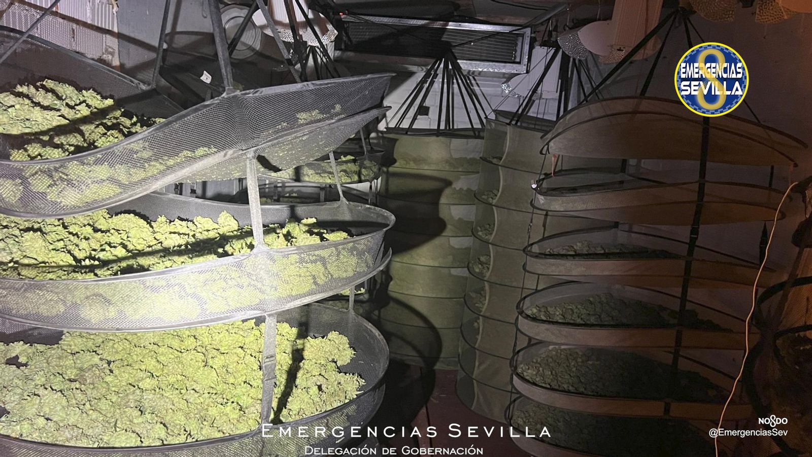 Marihuana intervenida en Sevilla.