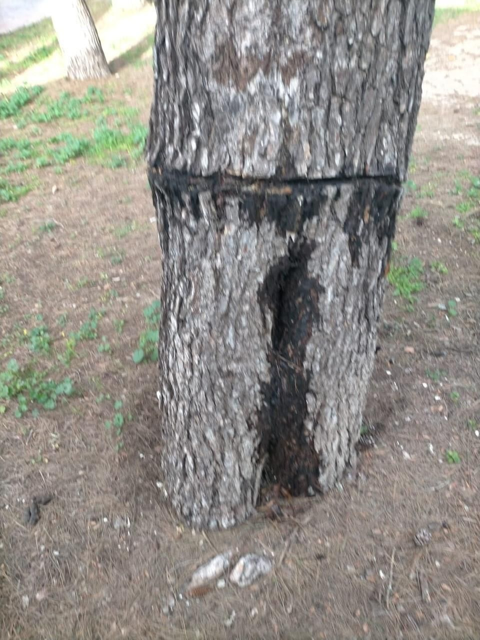 Ecologistas en Acción denuncia un "nuevo atentado" en el arbolado de Estella.