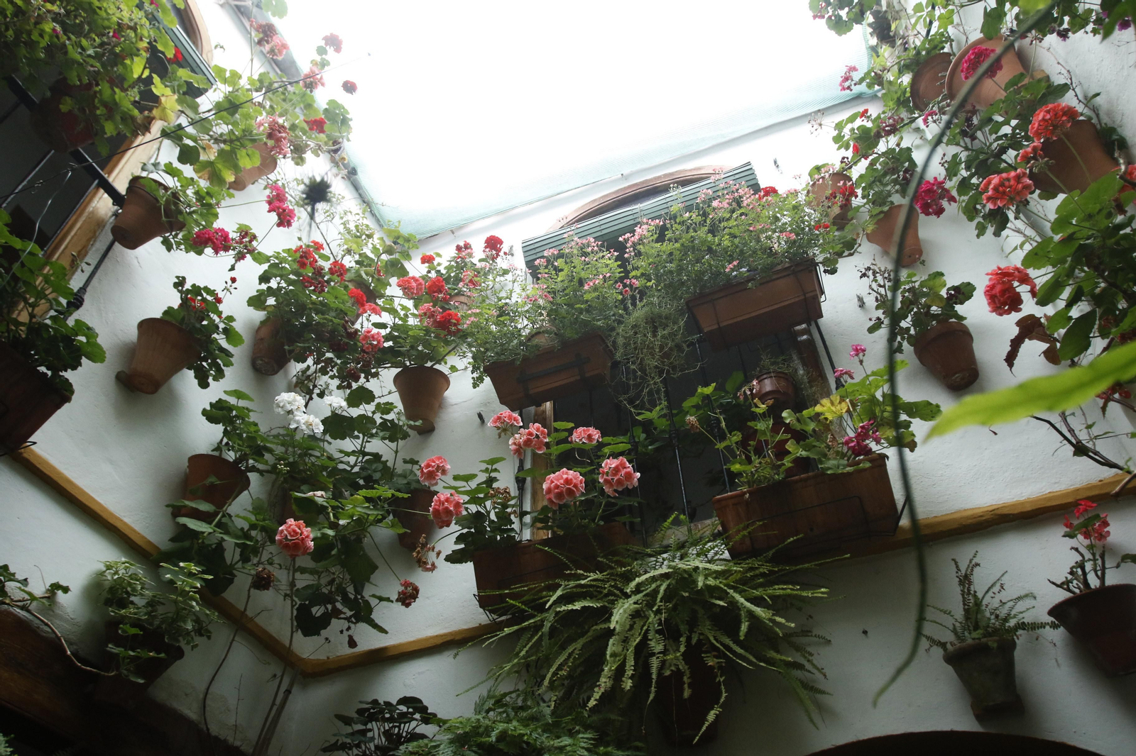 Los Patios de Córdoba en tiempos de crisis: Alfonso XII, 29