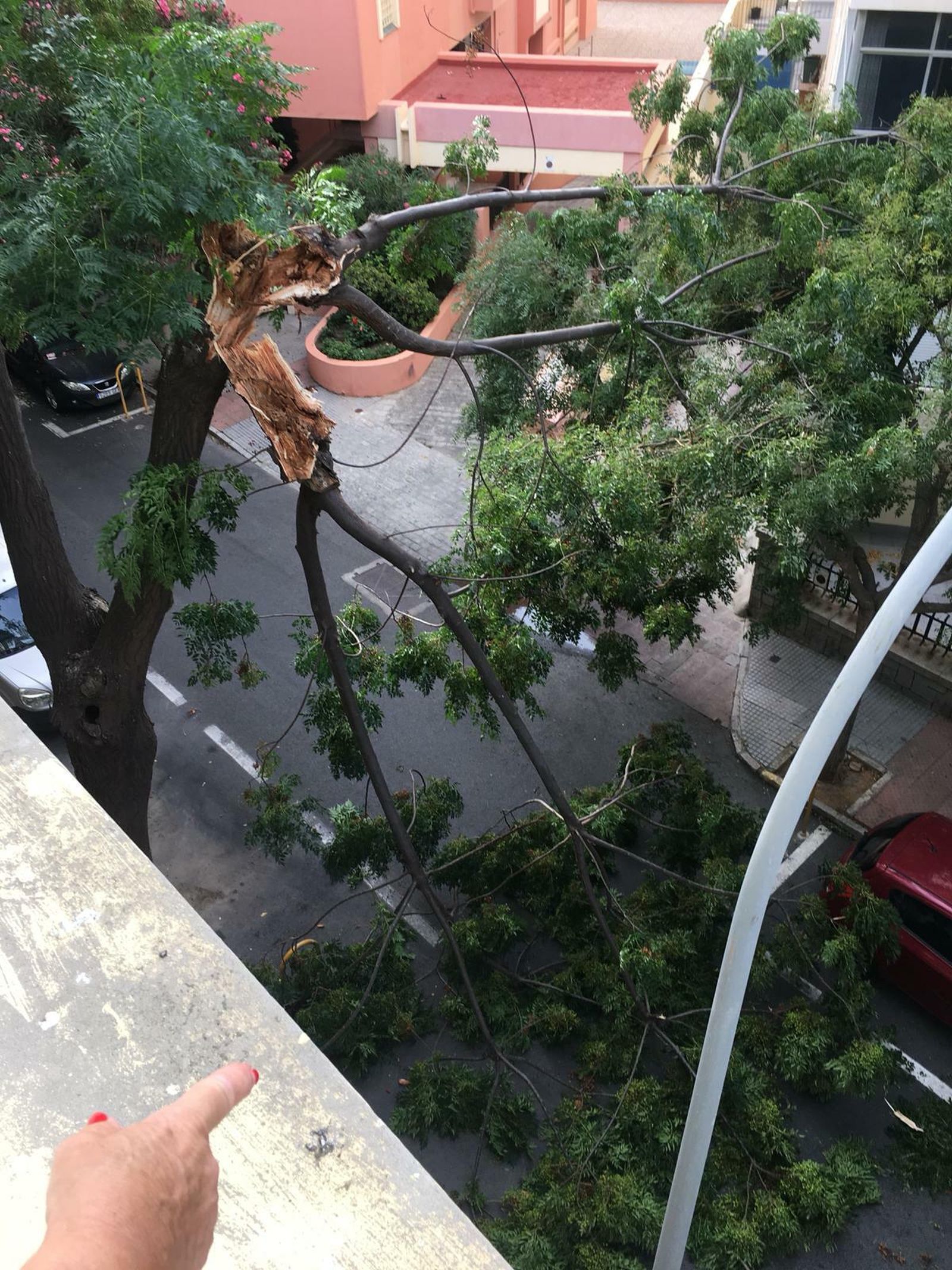 Rama de un árbol rota en Bahía Blanca.