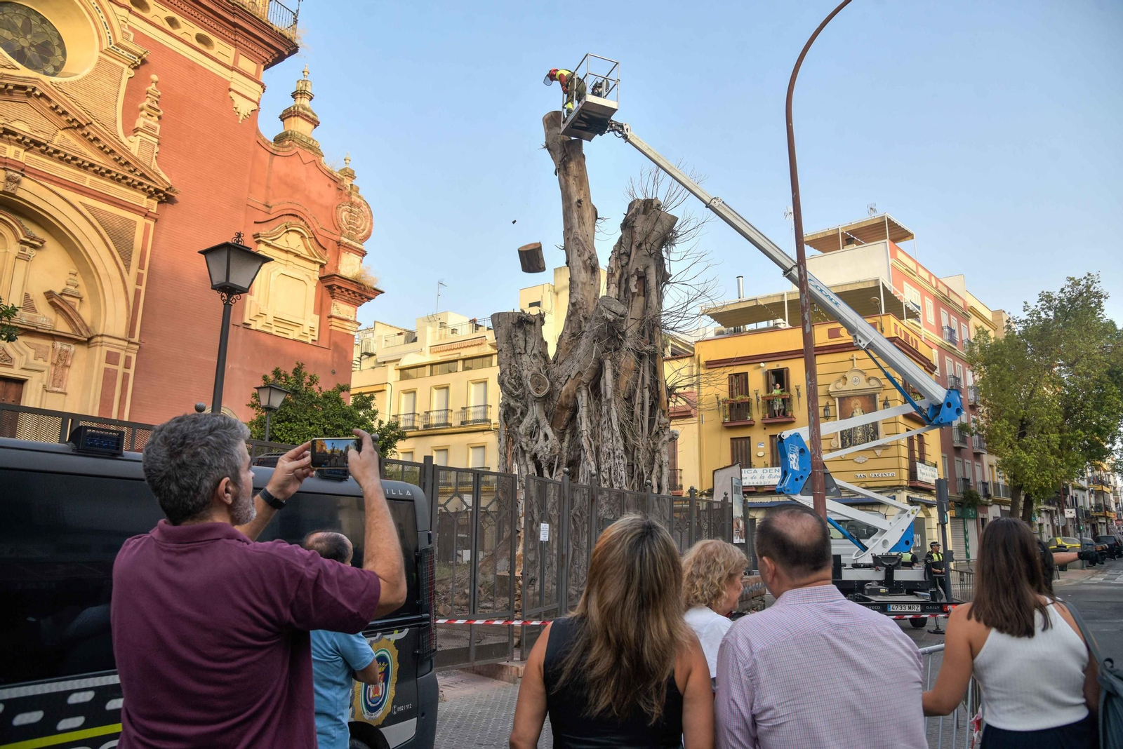 Imágenes de la tala definitiva del ficus de San Jacinto