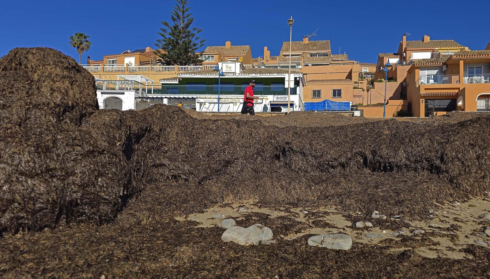 Imágenes del manto de alga parda en la playa de Getares
