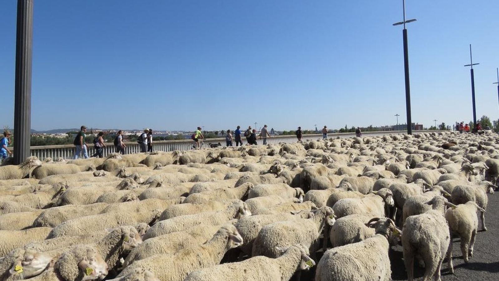 Un momento del paso de las cabezas de ganado por el puente de El Arenal.
