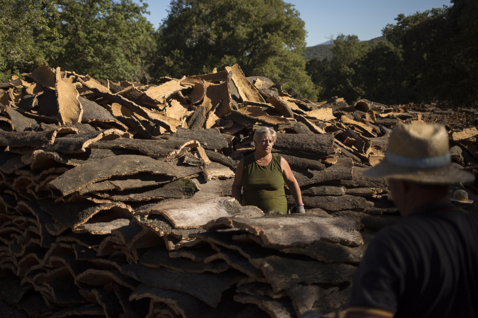 Fotos de la recogida del corcho en Ronda