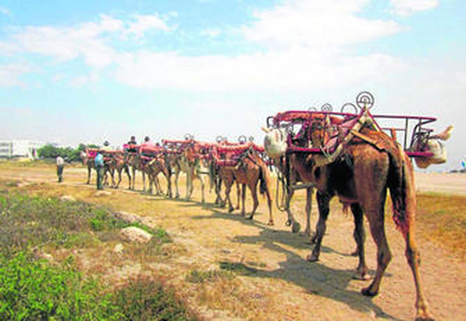 Nueve camellos para las salidas.