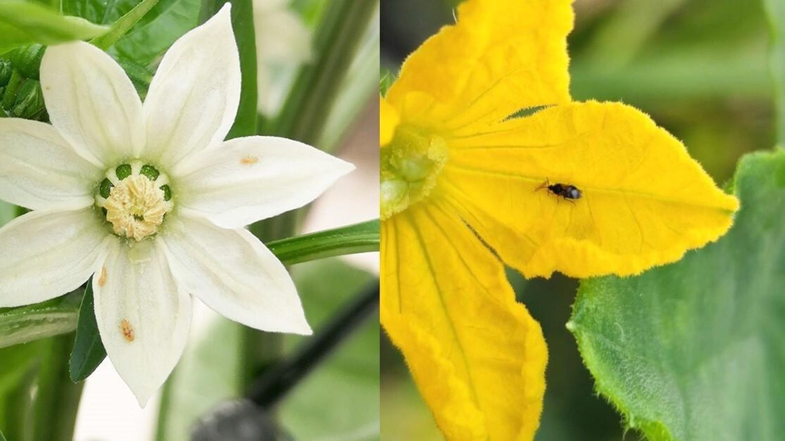 Super Orius de Agrobío depredando trips en flor de pepino y pimiento.