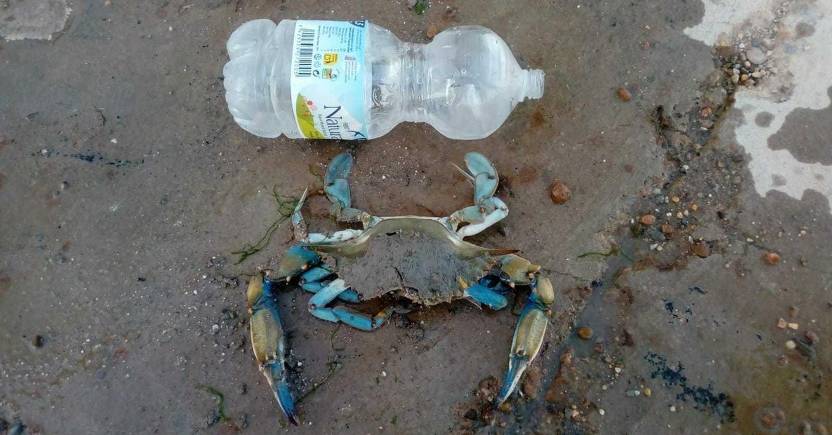 El cangrejo azul: el invasor más voraz de la marisma en décadas