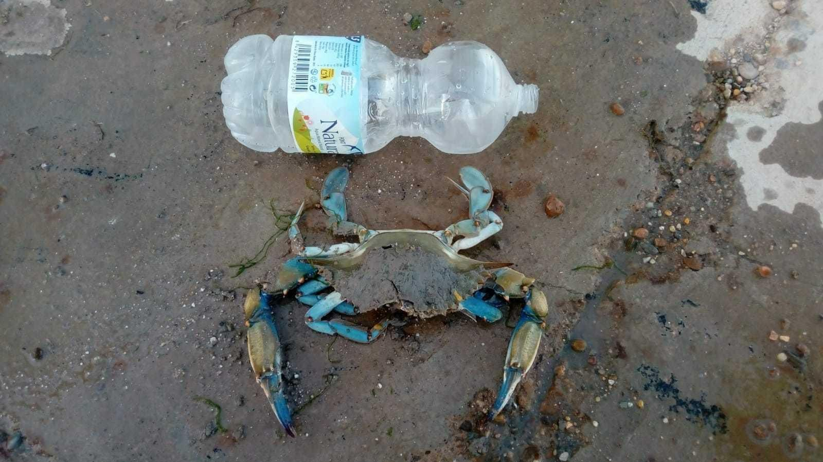 Un cangrejo pescado en Isla Mayor, situado junto a una botella, para dar idea de su tamaño.