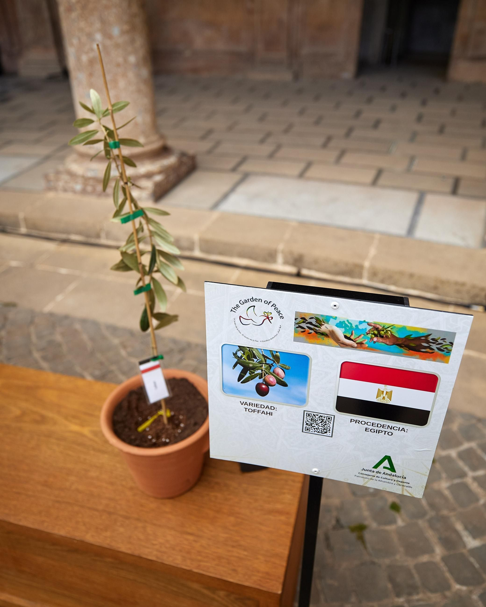 Todas las imágenes de la plantación del jardín de la paz en la Alhambra de Granada