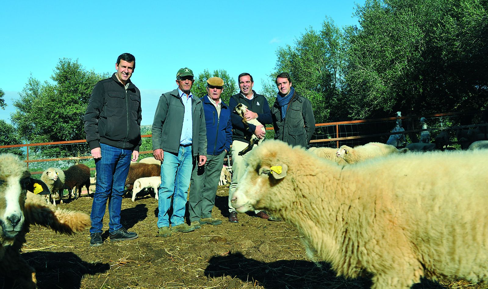 Jose Miguel Pino, Cristóbal Yuste, Rodrigo Mangana, Pedro Gallardo y Luis Ramírez entre ovejas merinas.