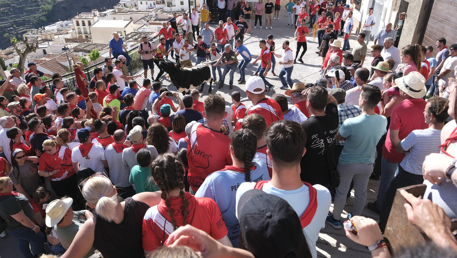 Imágenes de los toros ensogaos y San Marcos, en las Fiestas de Ohanes