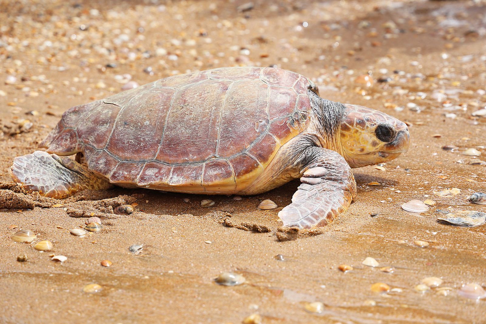 Imágenes de la suelta de una tortuga marina boba recuperada en el CEGMA de Algeciras