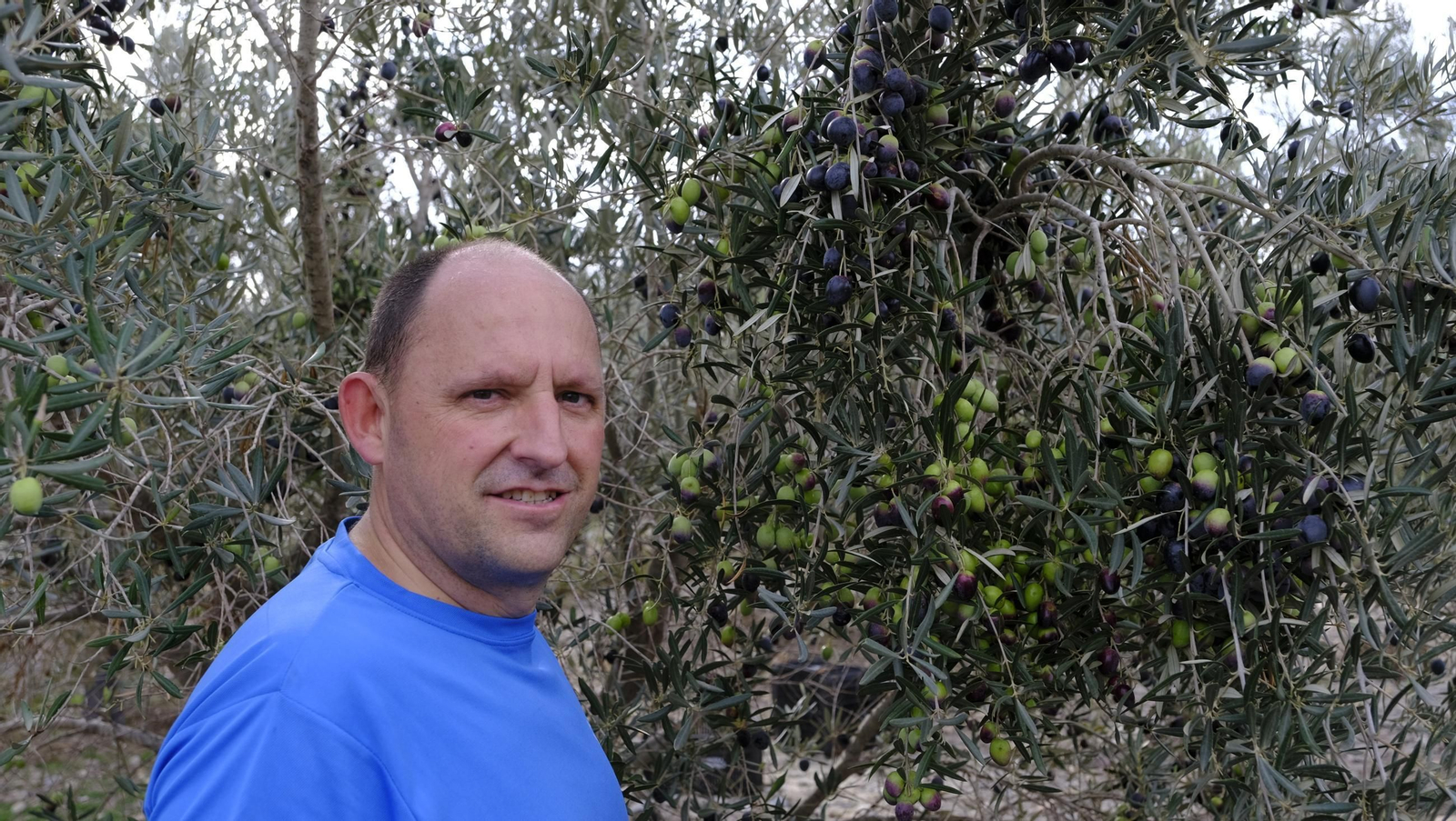 Época de recogida de aceitunas, en imágenes