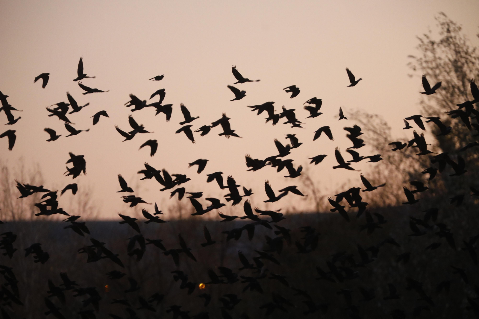 Las aves que habitan en Los Sotos de la Albolafia de Córdoba, en fotografías