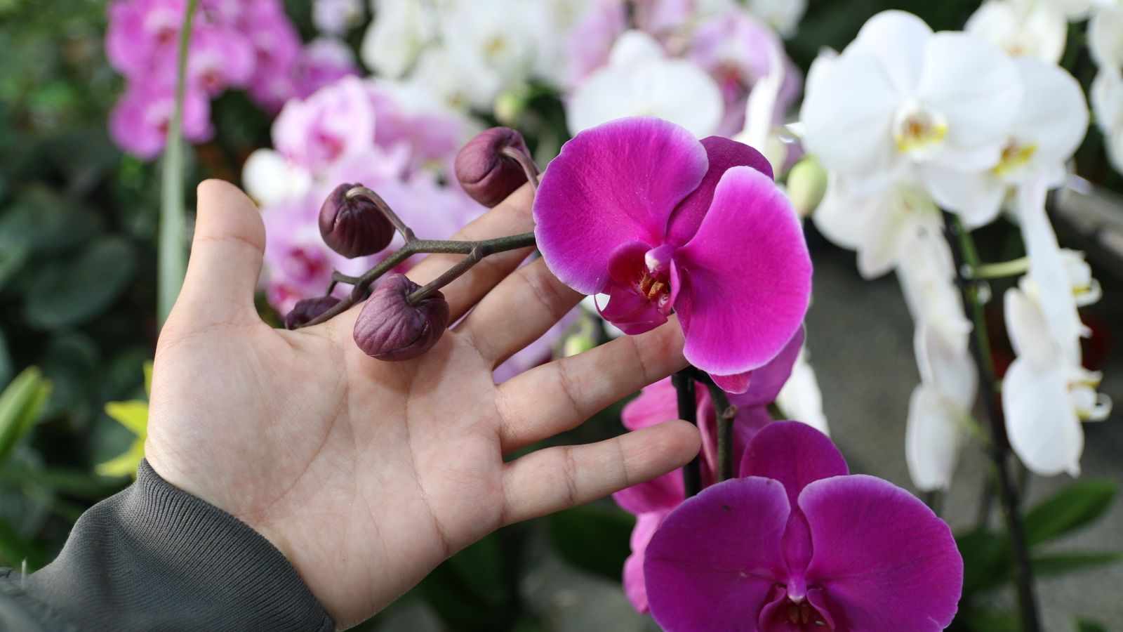 Orquídeas de Suministros Tripiana