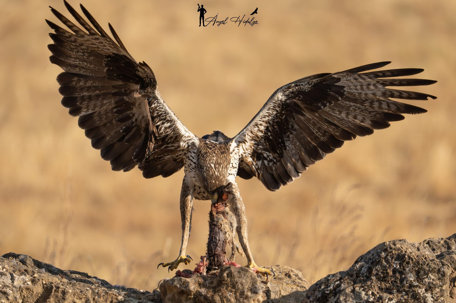 Ángel Hidalgo, el fotógrafo que inmortalizó al lince blanco Satureja: