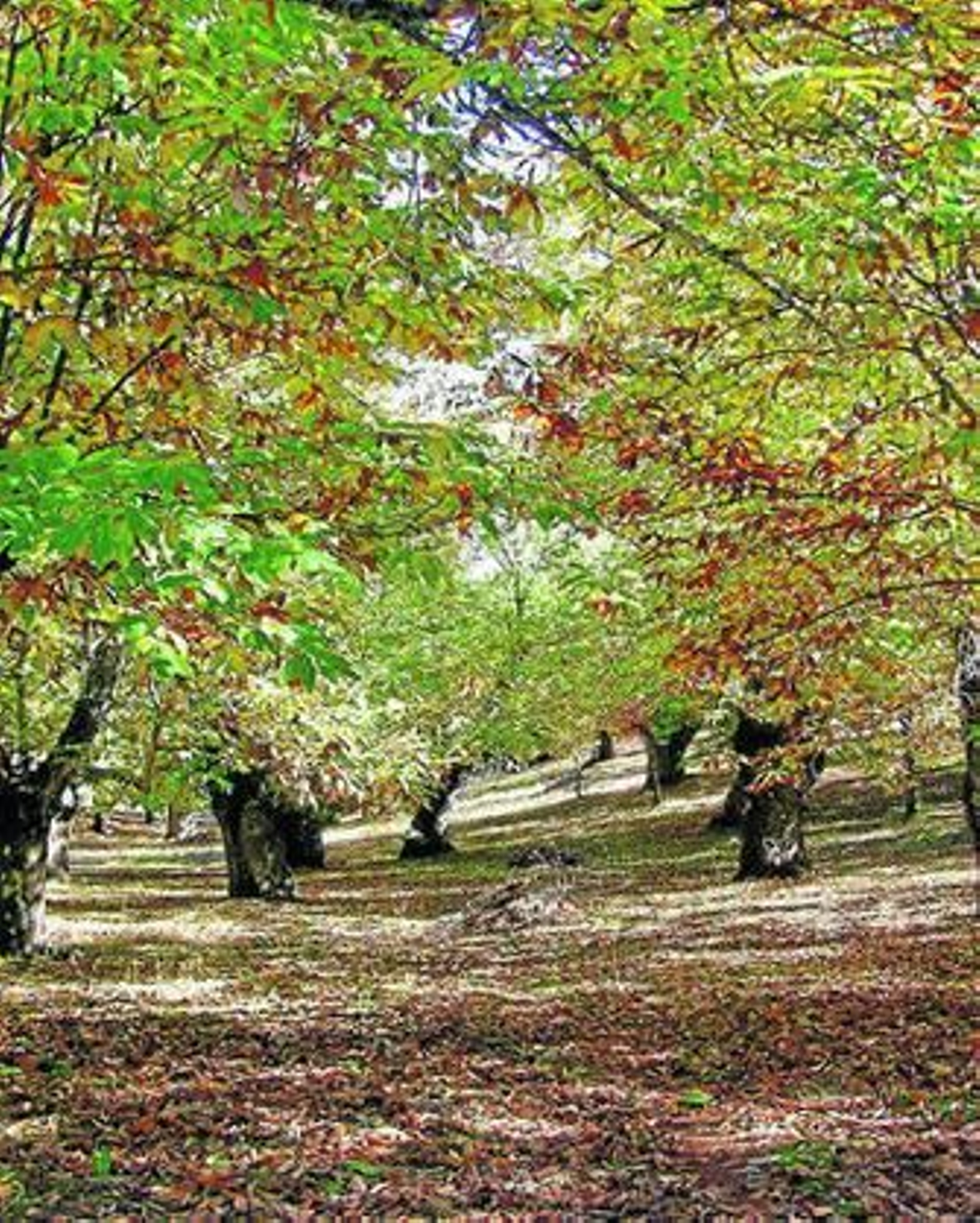 Una finca de castaños en la Sierra de Huelva.