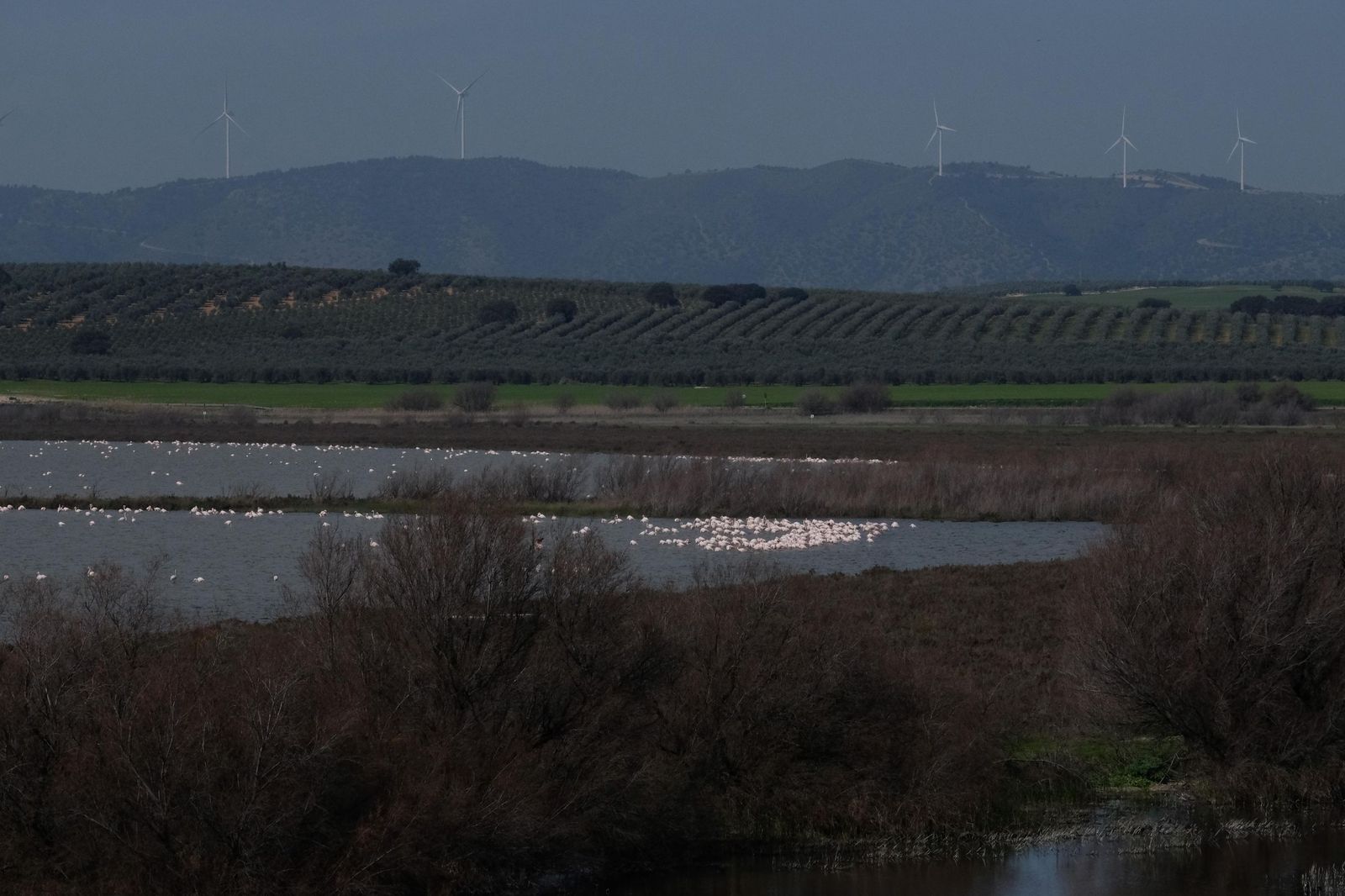 Las lluvias transforman el paisaje en el interior de Málaga, en imágenes