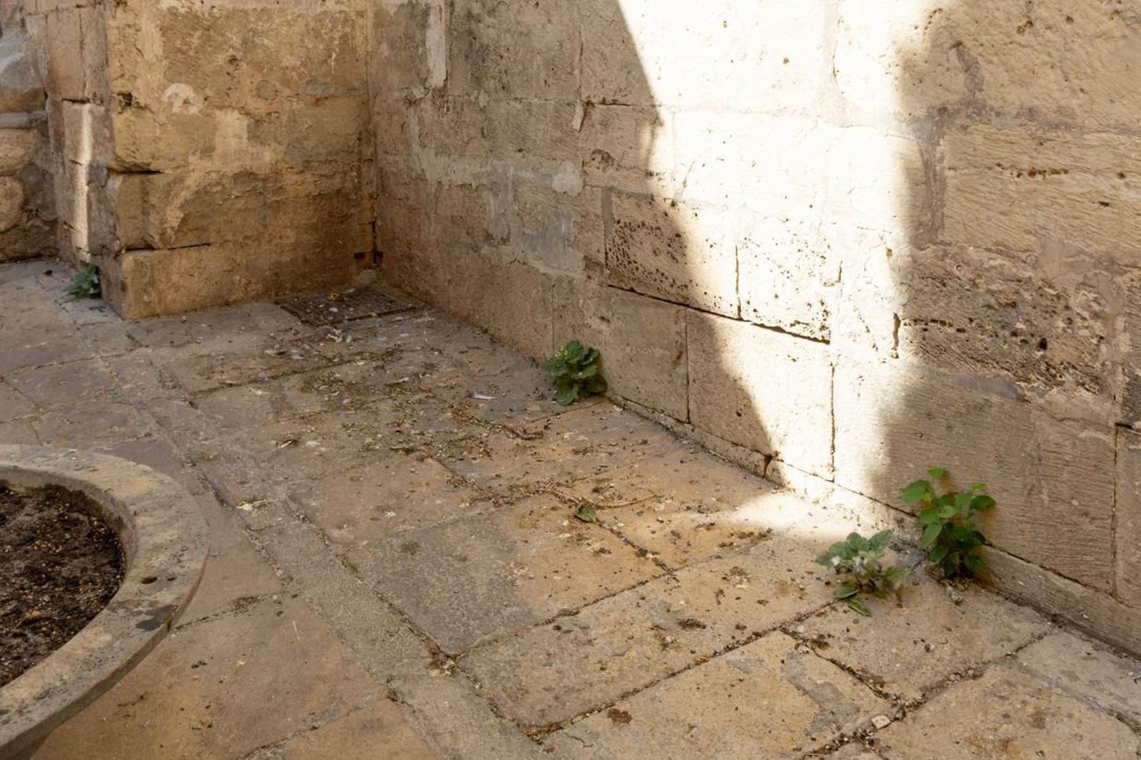 Suciedad y hierbajos toman el entorno de la Catedral de Jaén