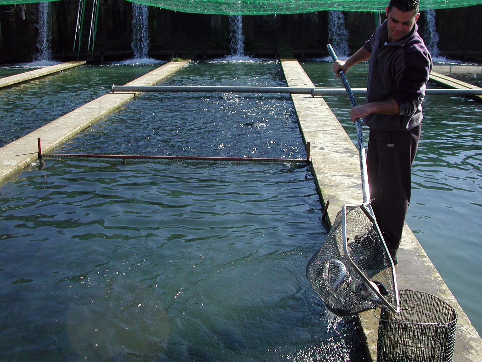 Un operario trabajando en la piscifactoría cuando tenía actividad