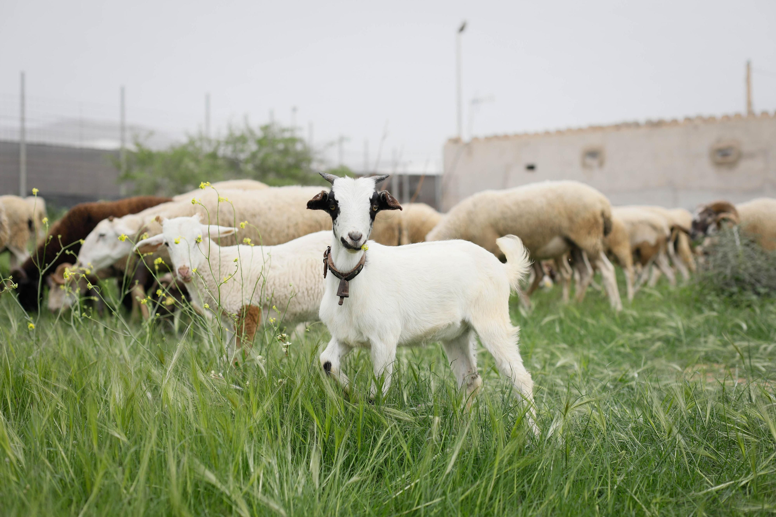 Galería de la Feria  de ganado en Tarambana