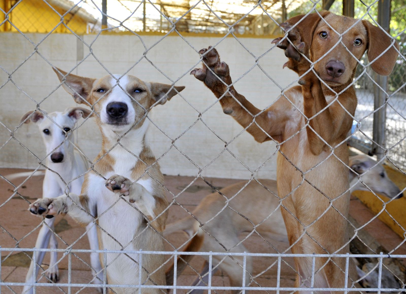 Centro de Animales Abandonados y Perdidos de Villamartín.