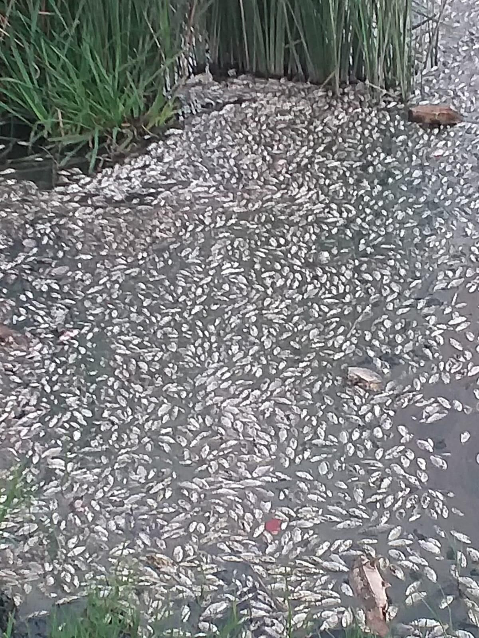 Peces muertos en el río Guadaíra.