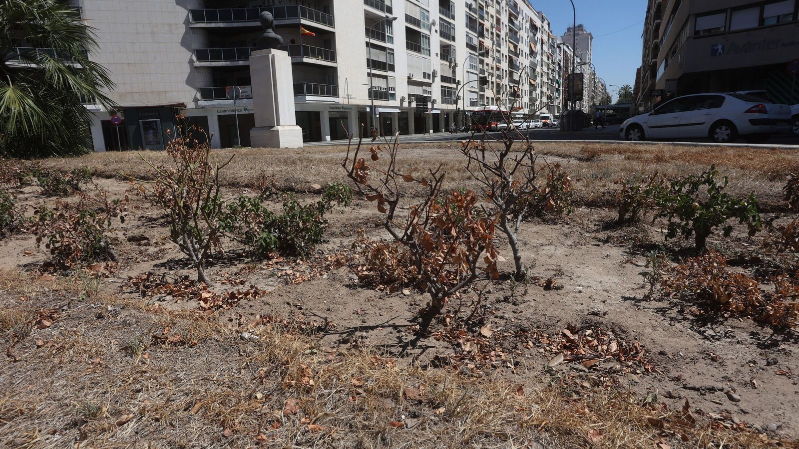 Estado de los arbustos de la glorieta de Blas Infante.