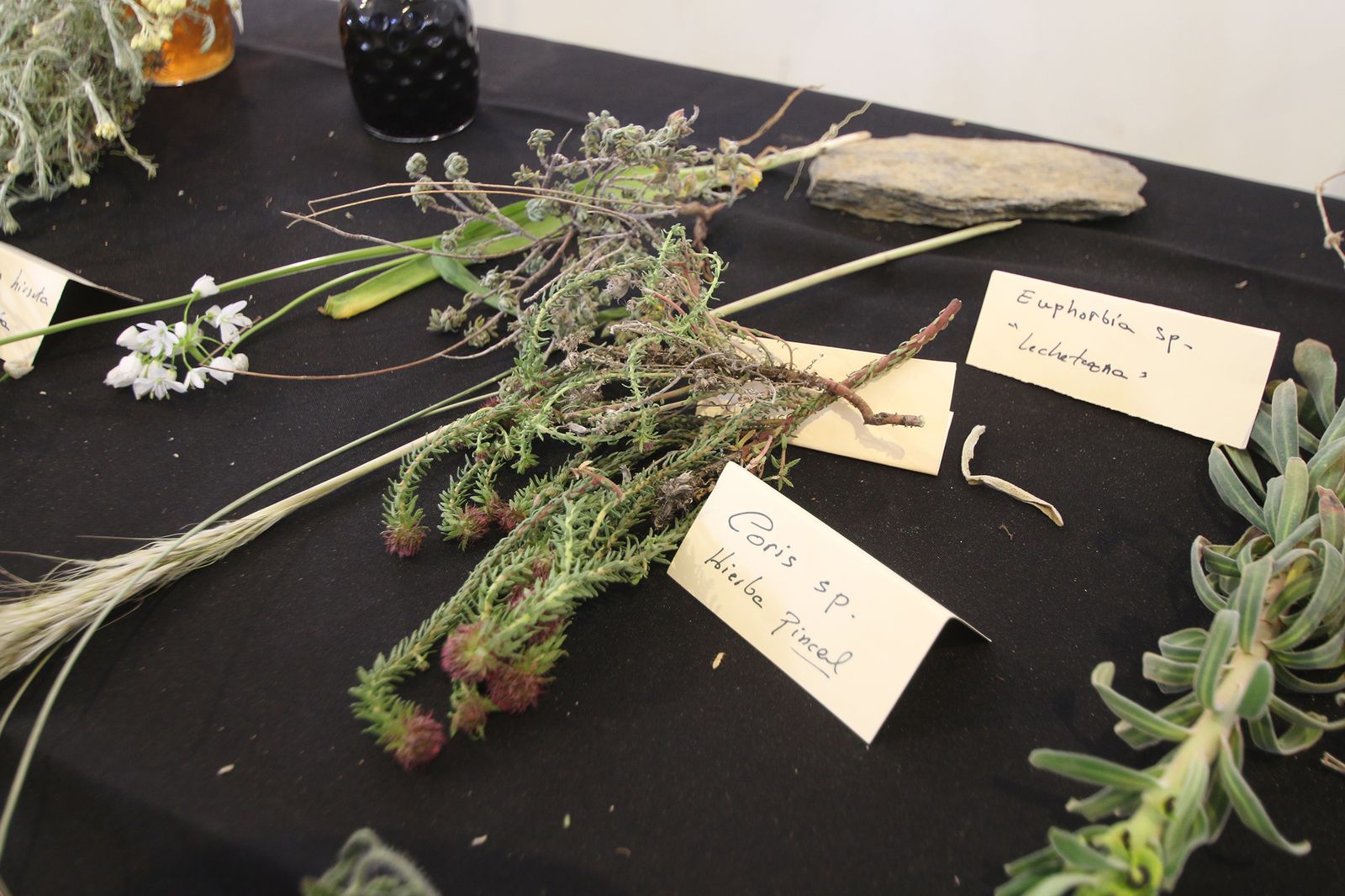 Fotogalería del Día del Orgullo Rural en Serón