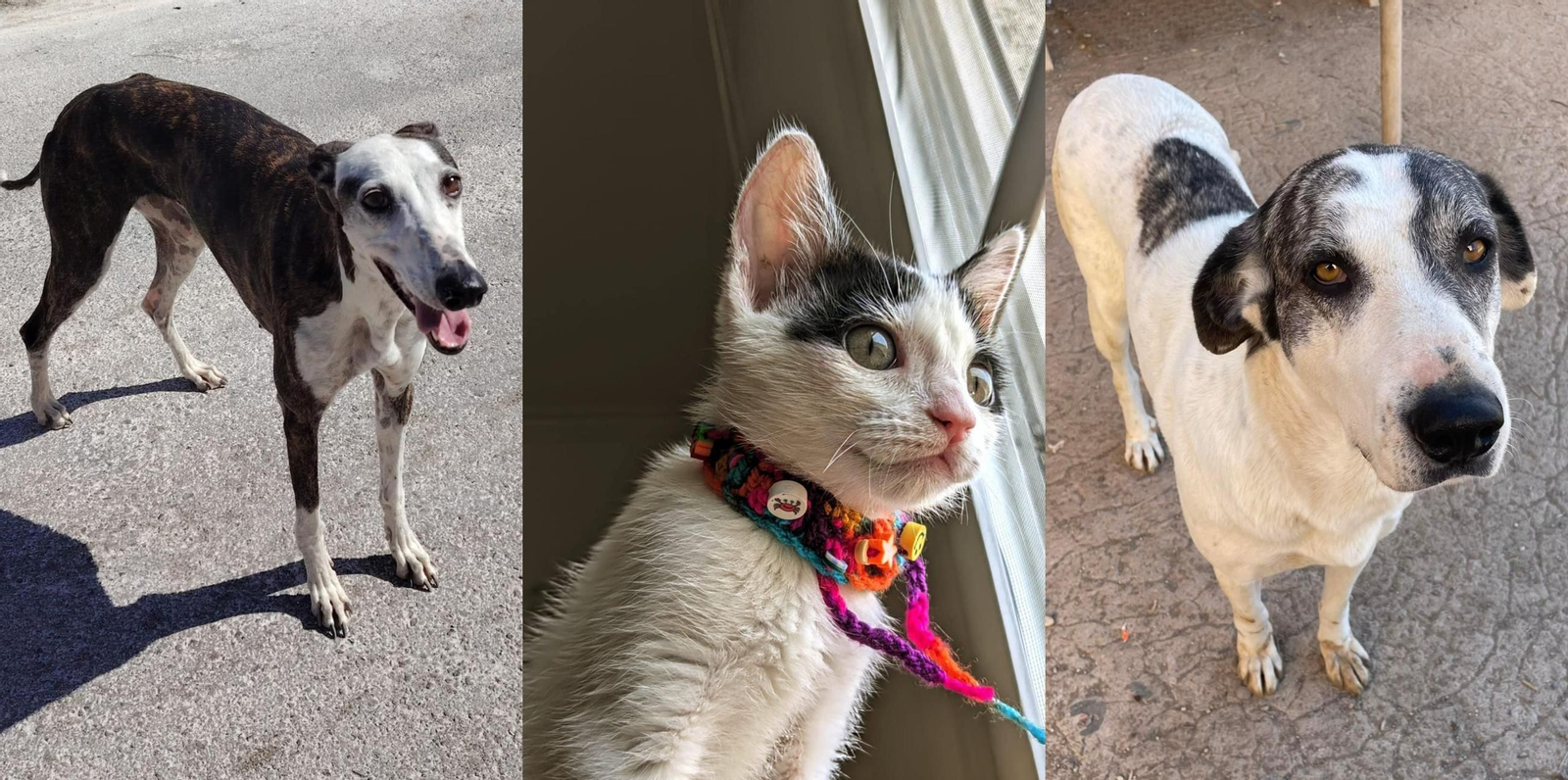 Algunos de los gatos y perros que buscan un hogar de La Huella Roja y Adopta Un Amigo Almería.