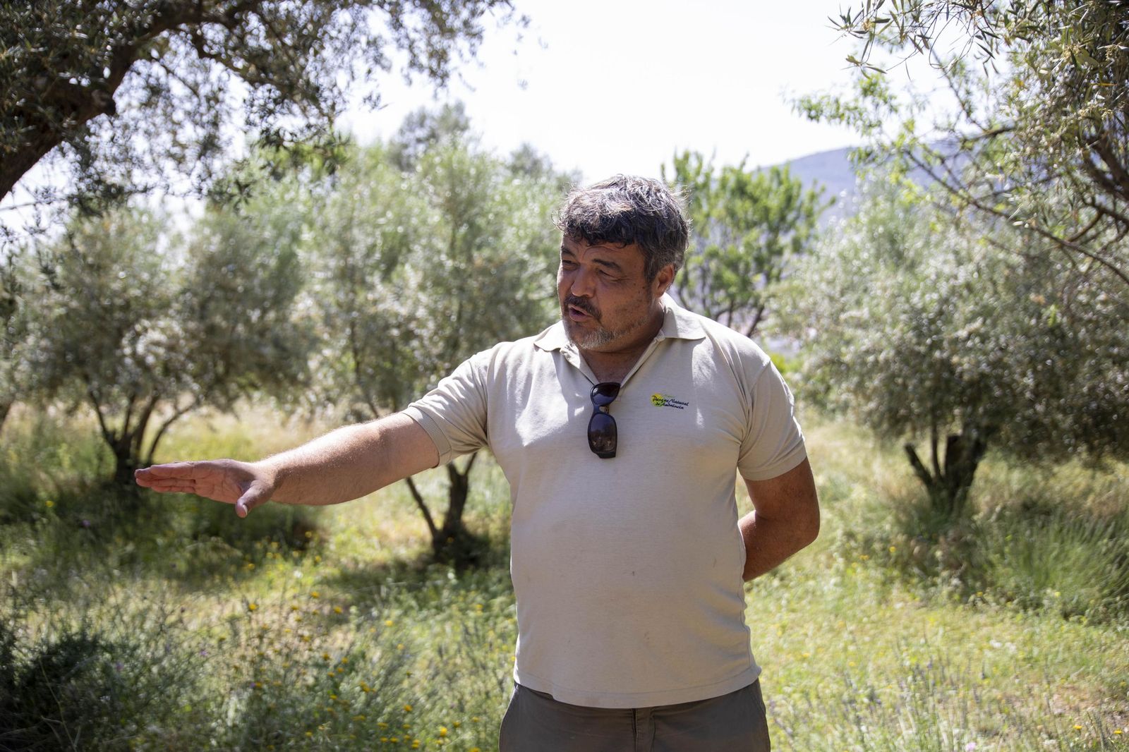 El jardin de lavandas en Benecid