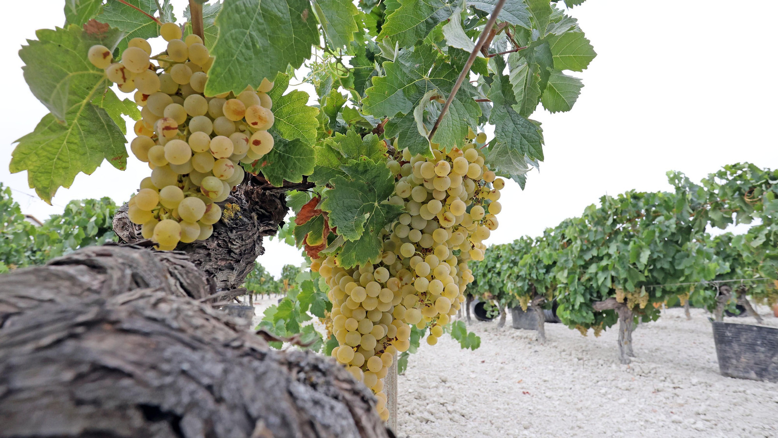 Vendimia a mano en Viña el Candelero en Jerez