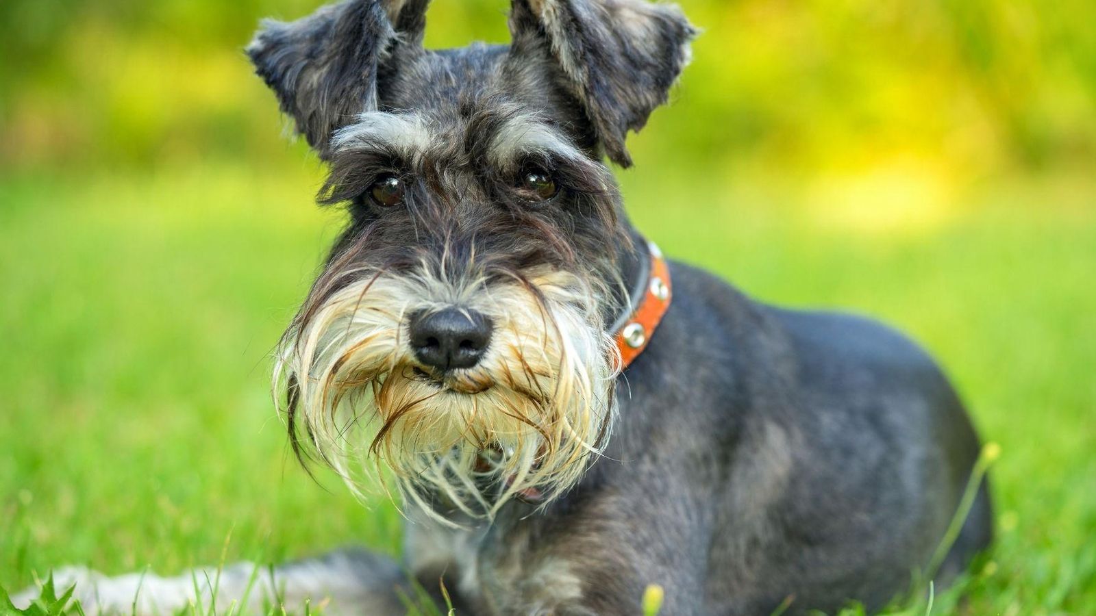 Schnauzer