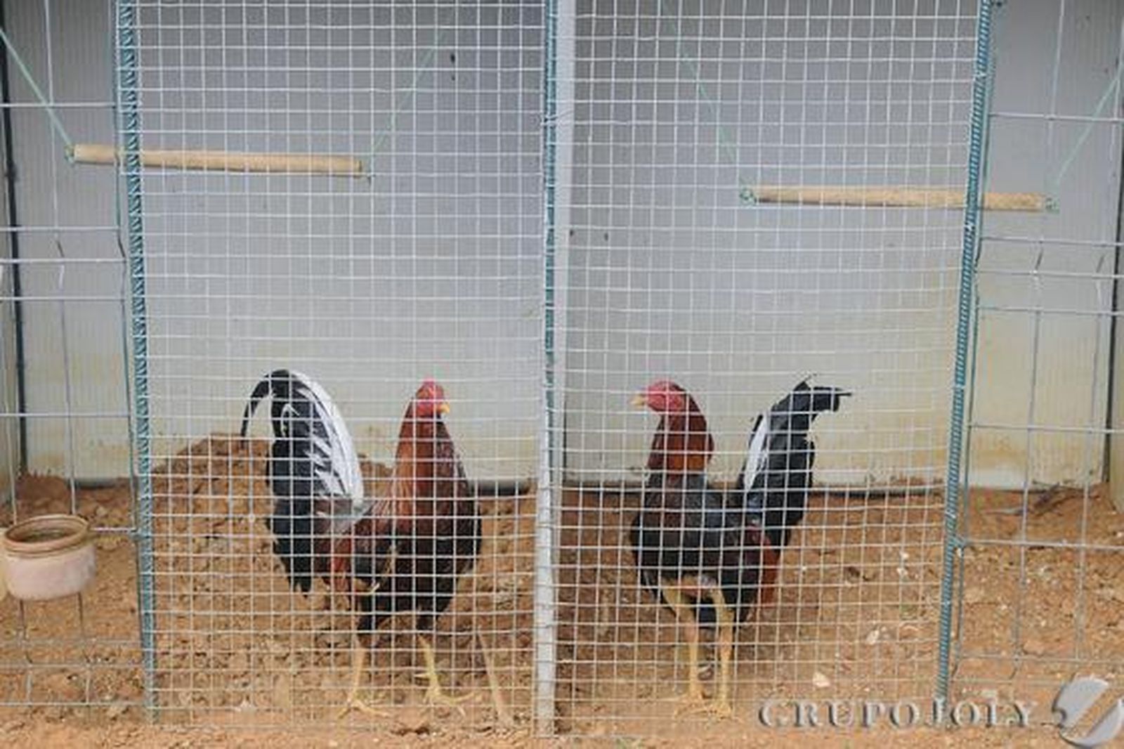 'Caimán' (a la izquierda) y 'Juanillo' (derecha), dos gallos de la raza Combatiente Jerezano Español, en sus jaulas, en una granja de Puerto Real

Foto: Borja Benjumeda