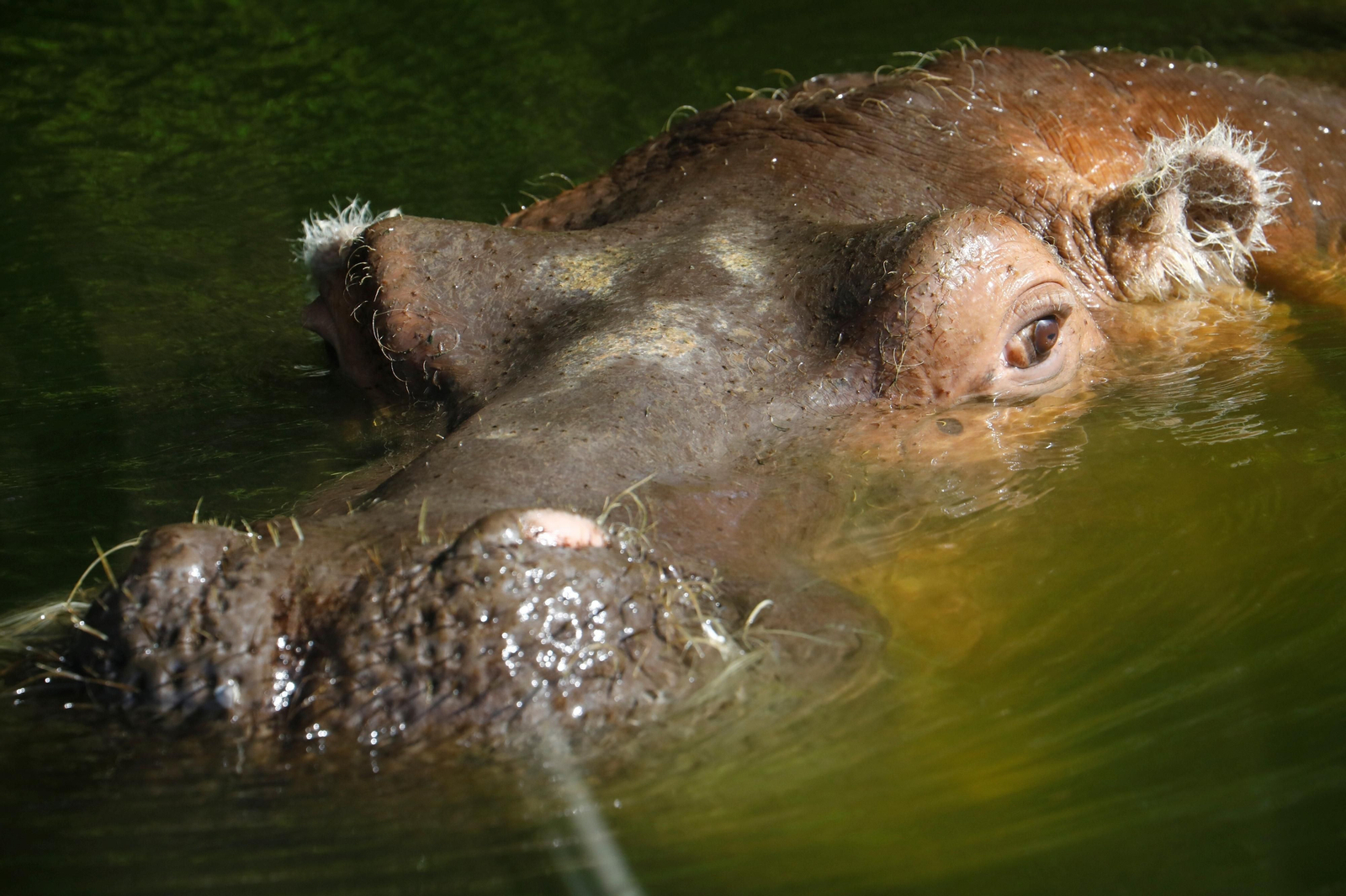Fotogalería: Así viven los animales del Zoo de Córdoba los meses de verano