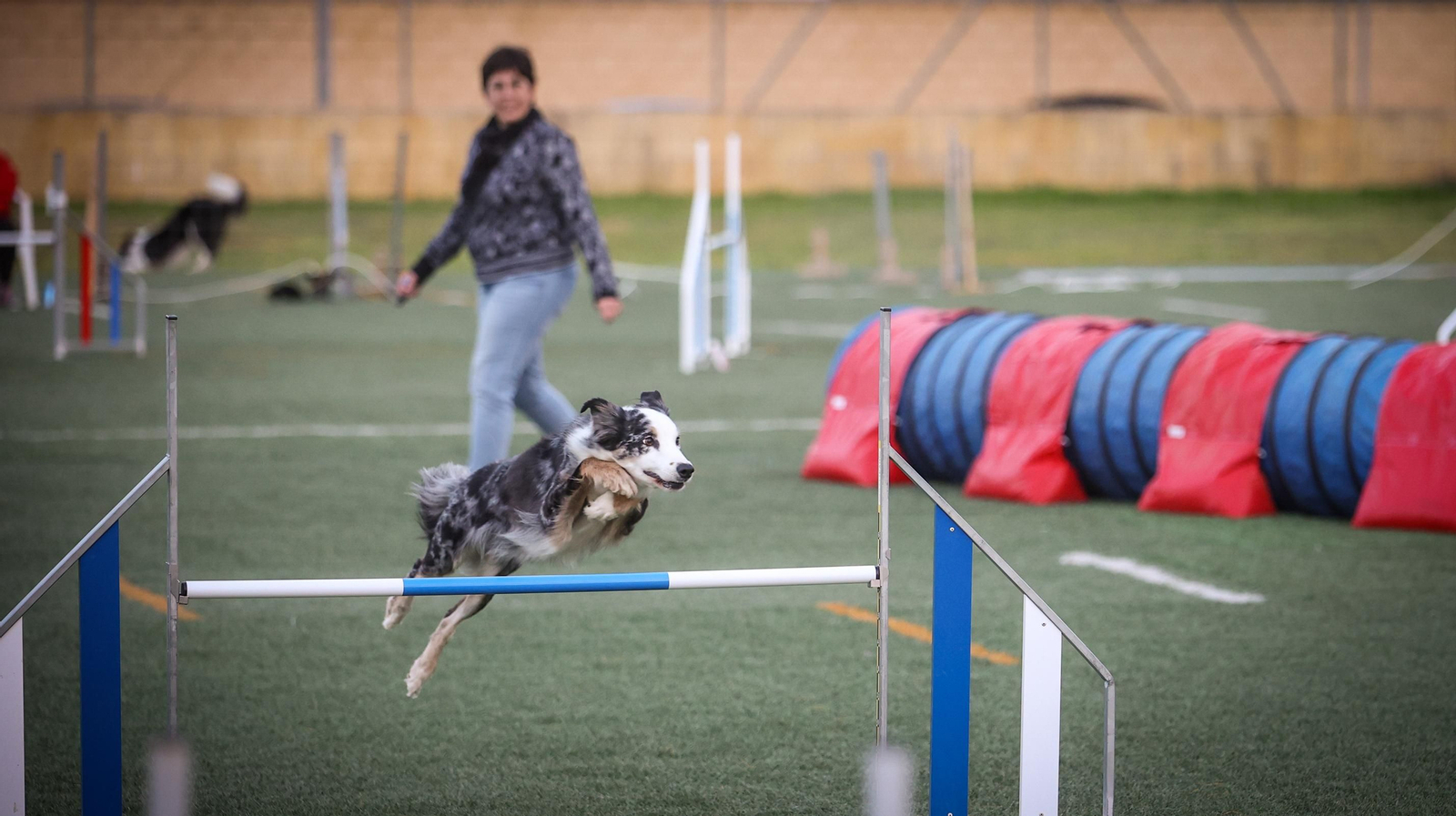 Habilidad canina en la prueba puntuable para el Campeonato de España de 'Agility' celebrado en Jerez Espectaculares las pruebas de disciplina canina puntuables para el Campeonato de España de Agility