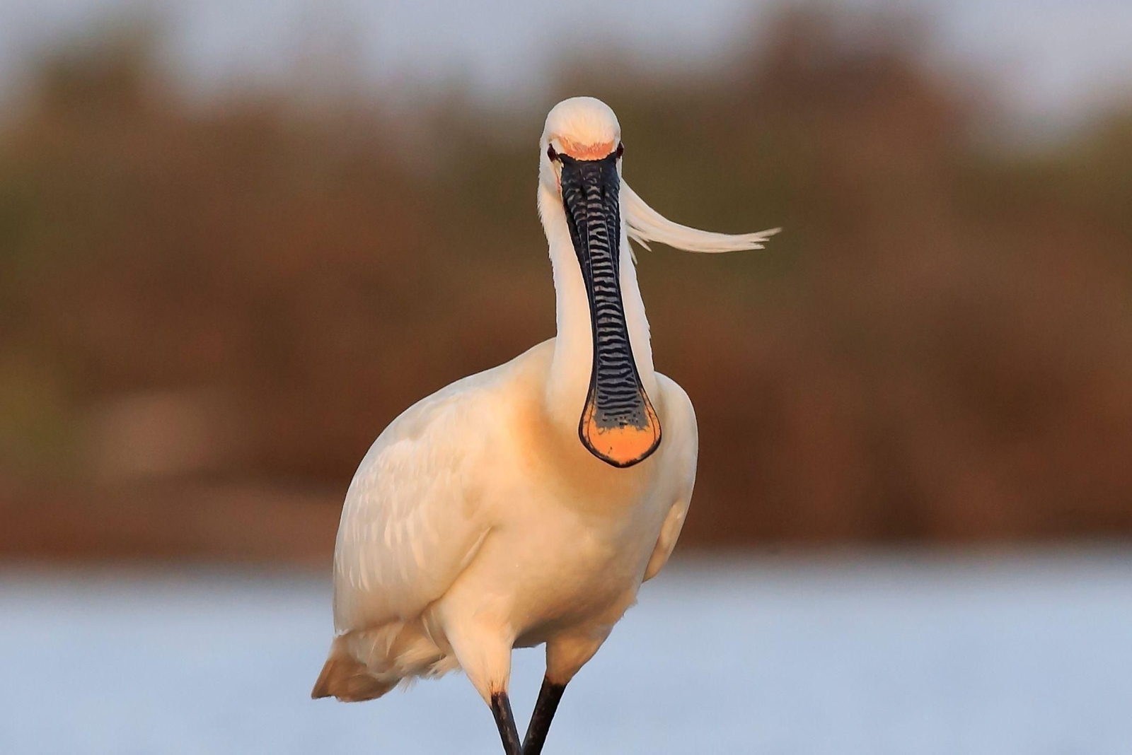 Diseño sin título (6)