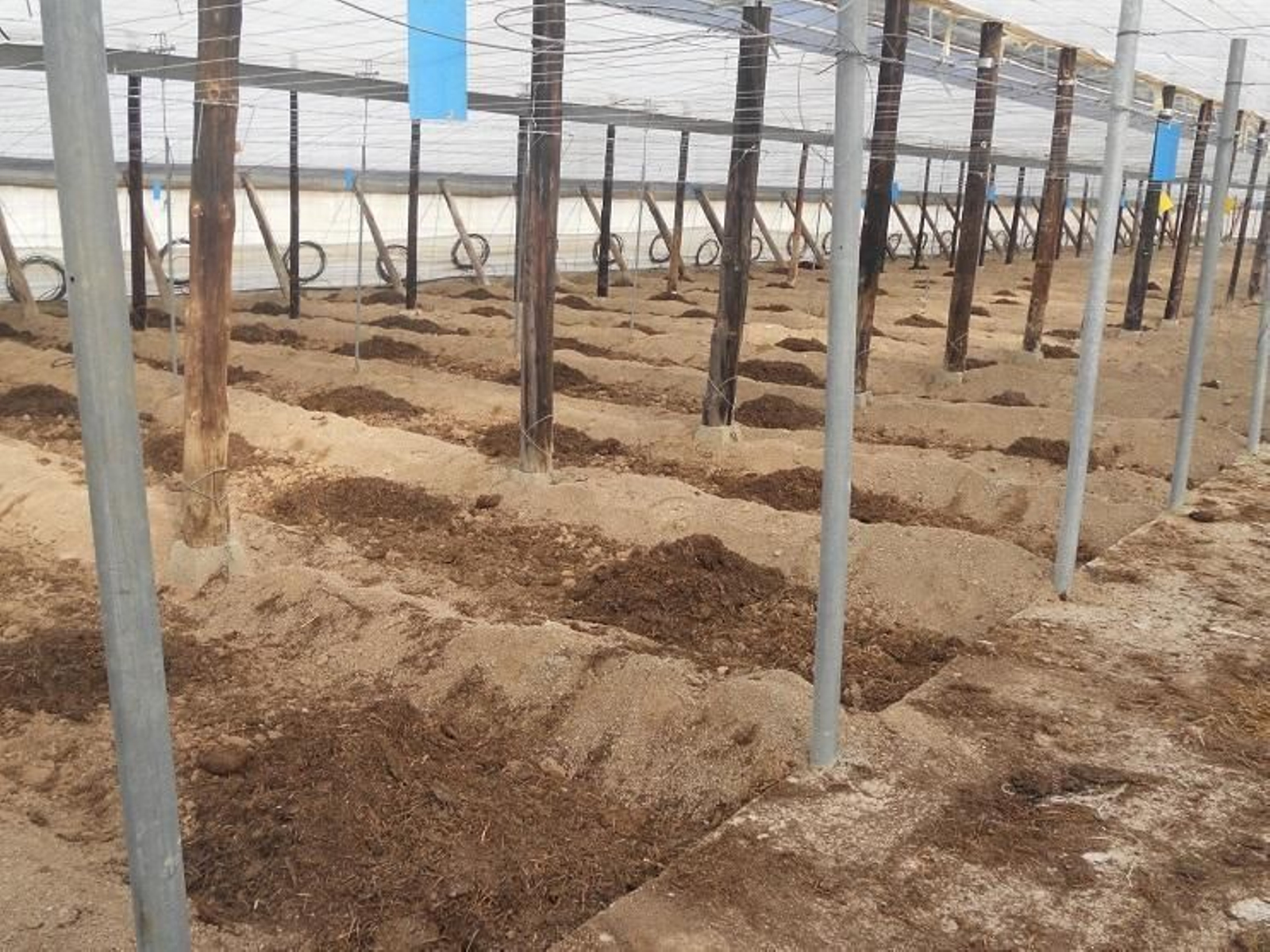 Ifapa La Mojonera representa a España, y además de lidera la zona Mediterránea.