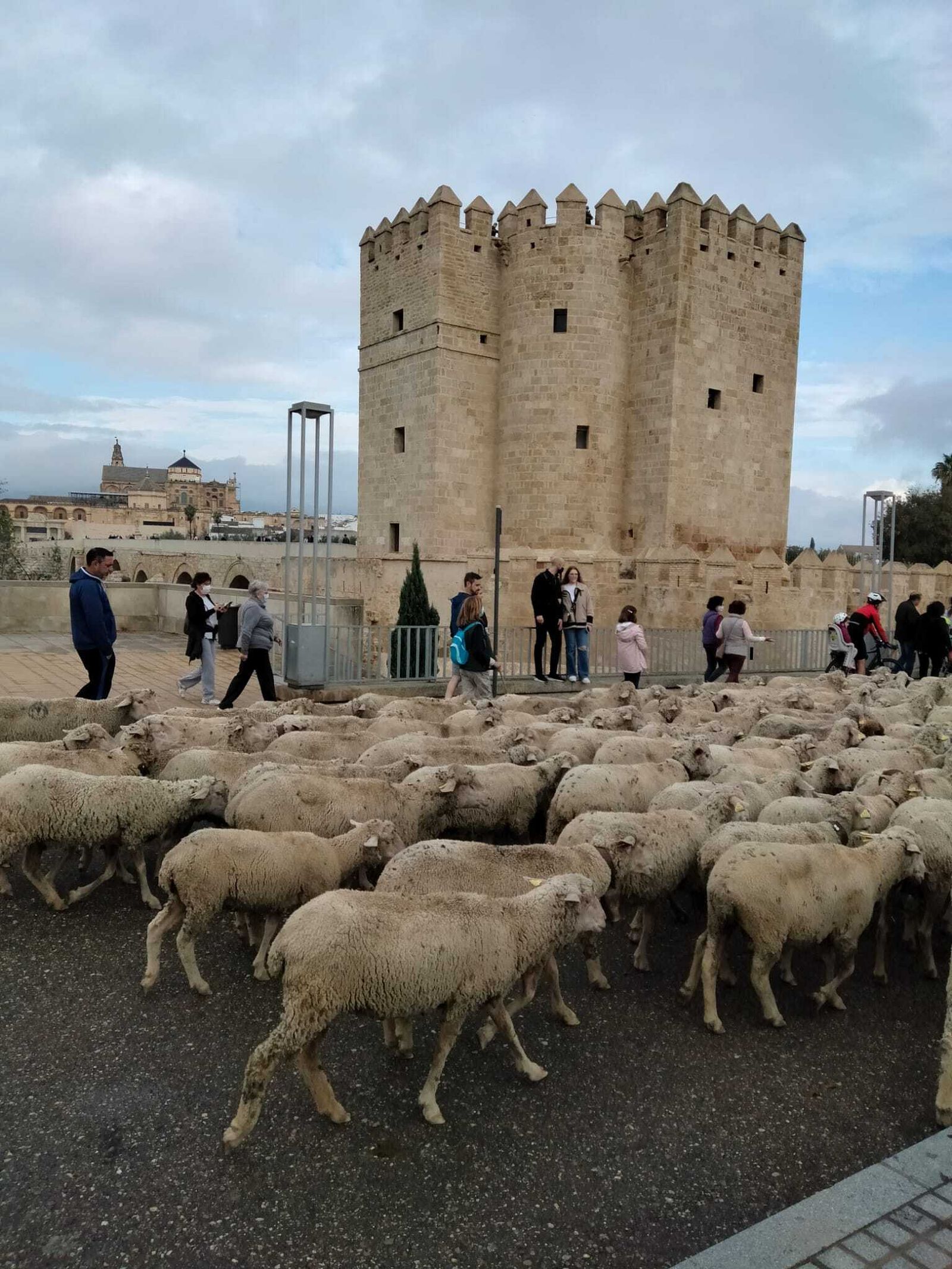 Un momento del paso de las ovejas por La Calahorra.