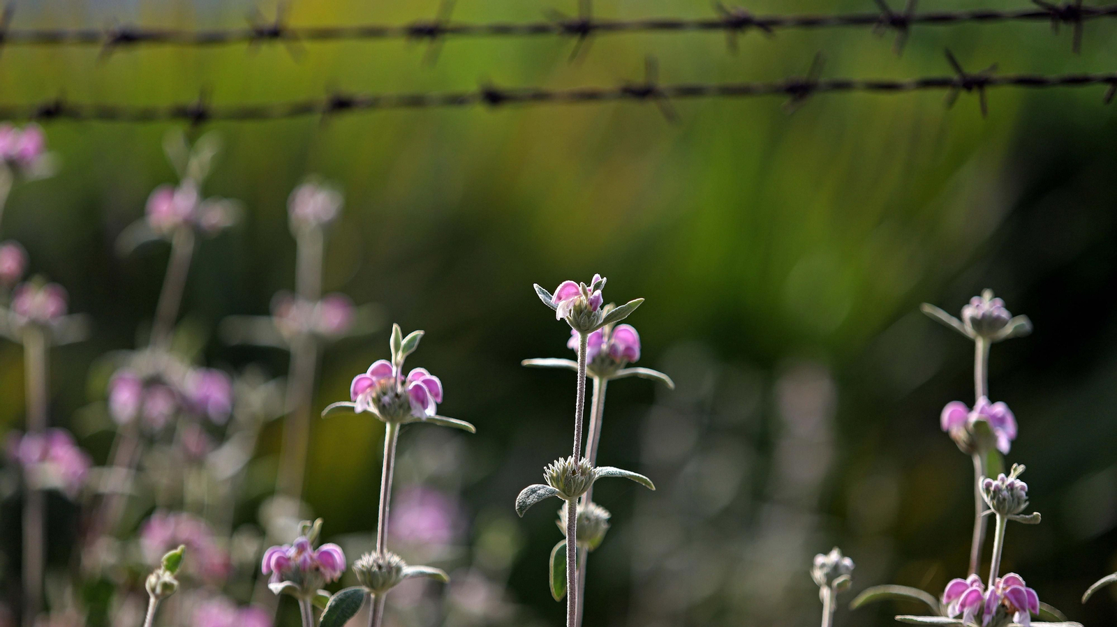 Fotos de la ruta de Fuente Urate en Algeciras